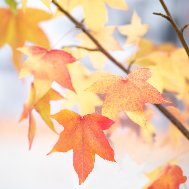 色づきはじめた紅葉